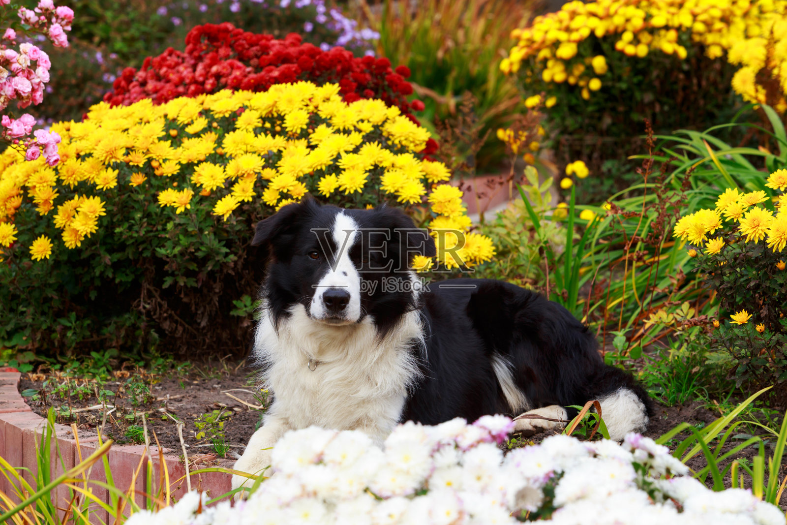 犬种边境牧羊犬照片摄影图片