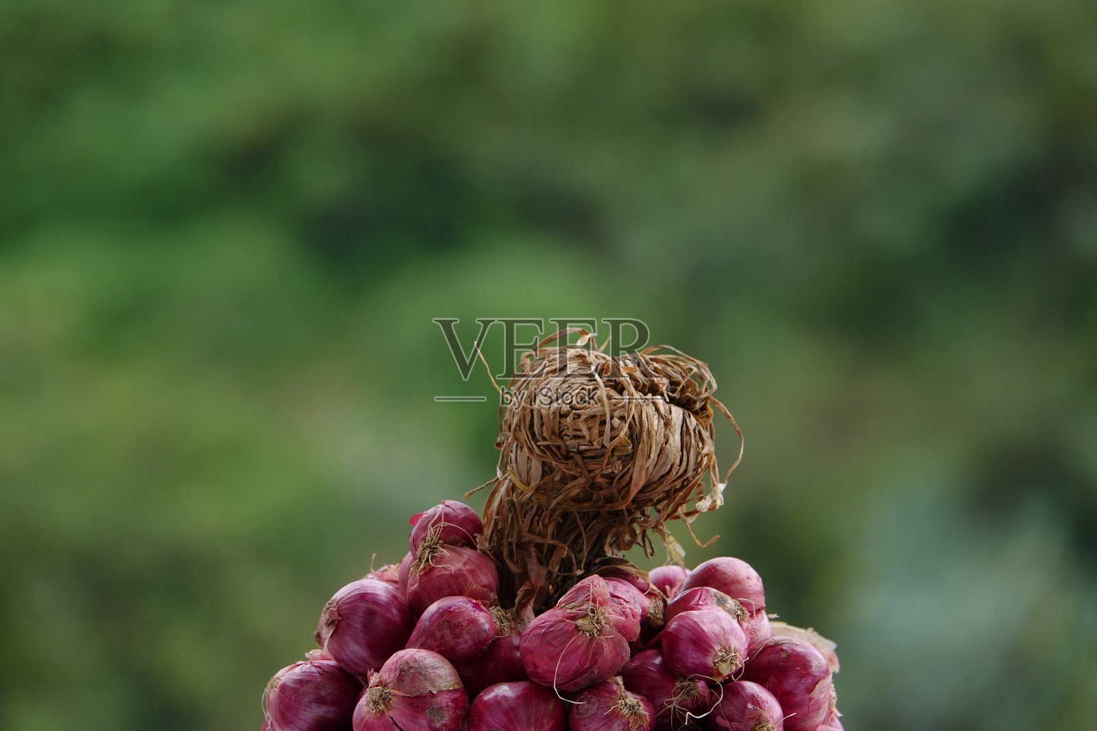 全包紫洋葱，背景为绿色照片摄影图片