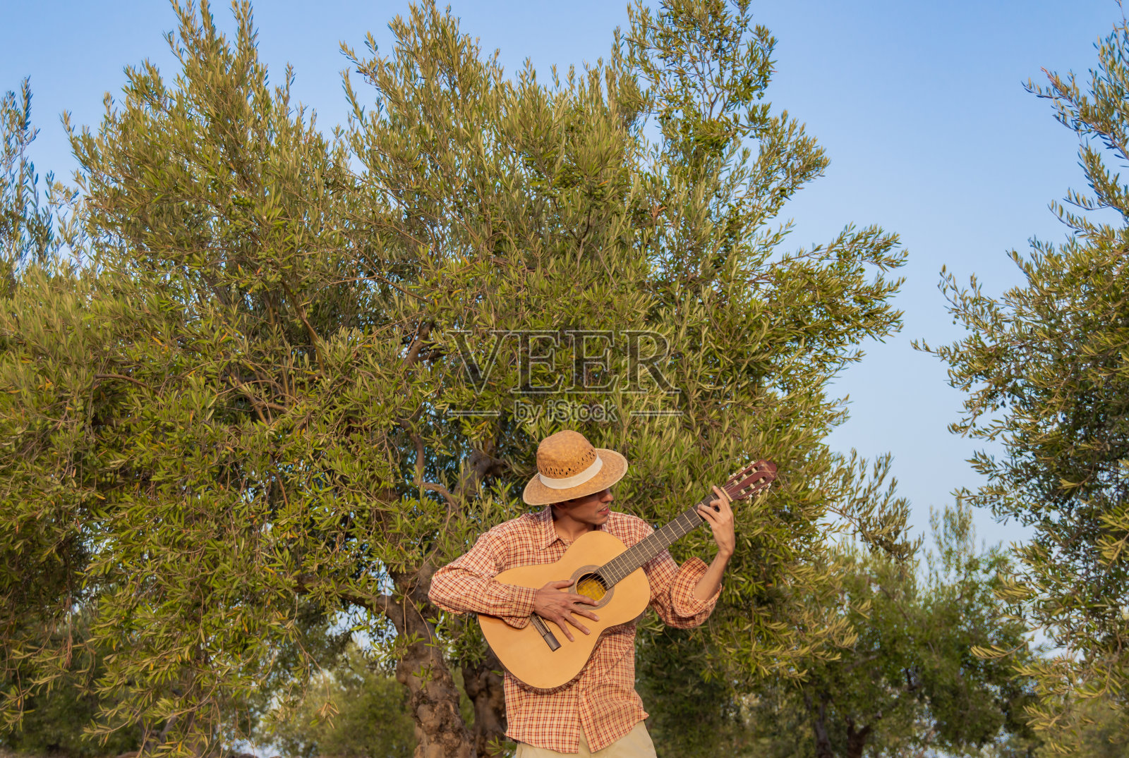 乡村吉他手。在一个晴朗的日子里，一个戴着草帽的年轻人在橄榄树地里弹奏西班牙语或古典吉他。照片摄影图片