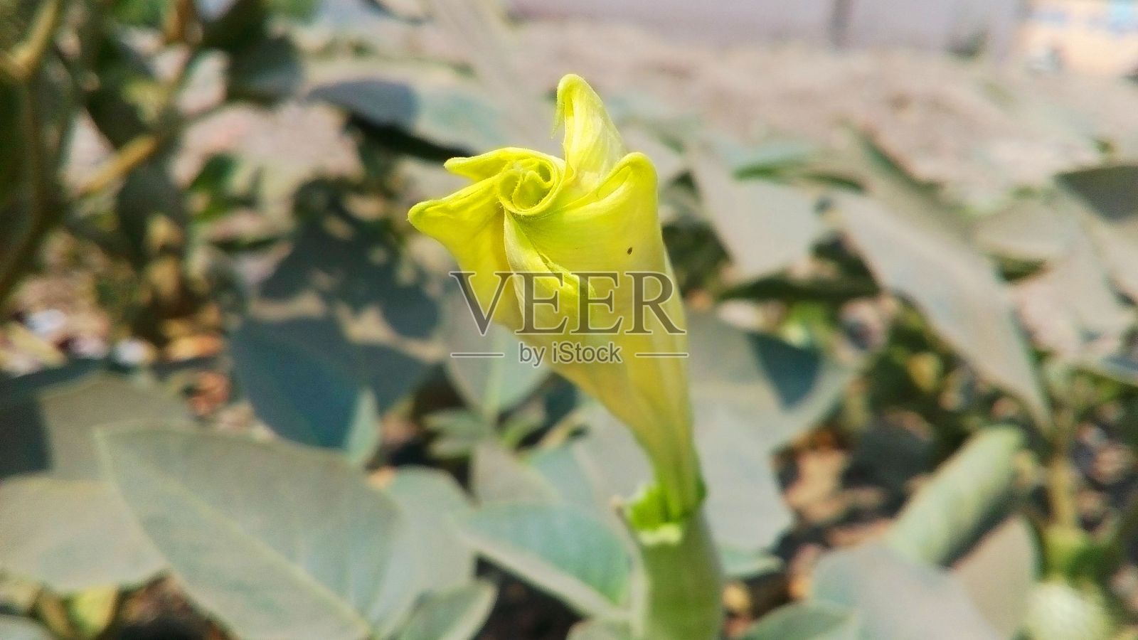 美丽的花照片摄影图片