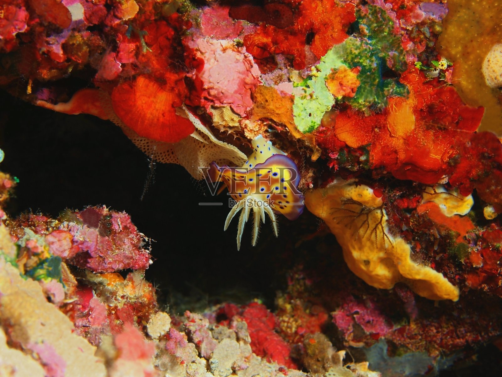 海蛞蝓照片摄影图片