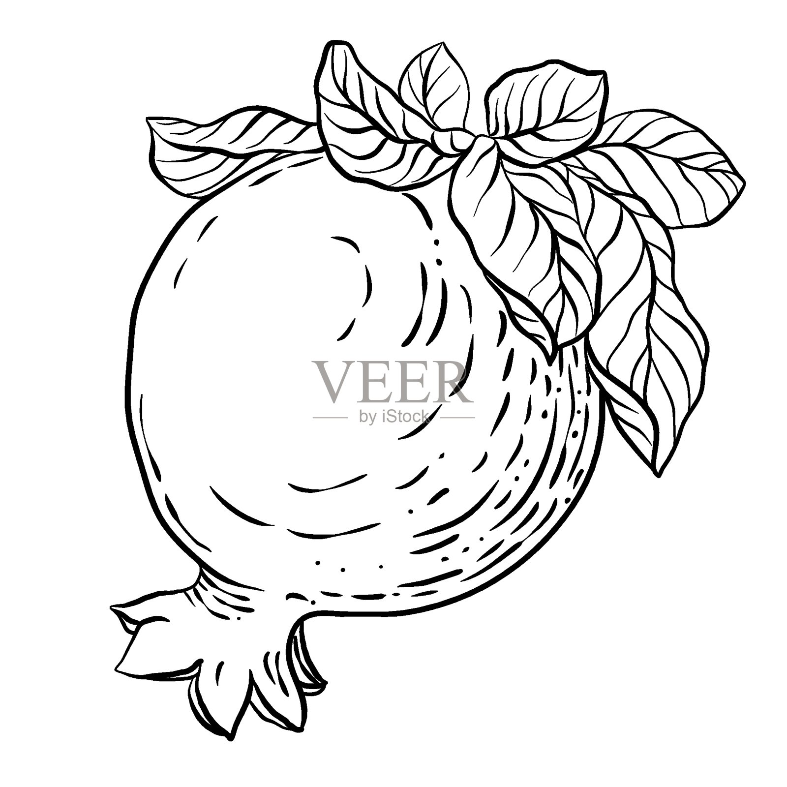 黑白图形矢量插图与石榴水果插画图片素材