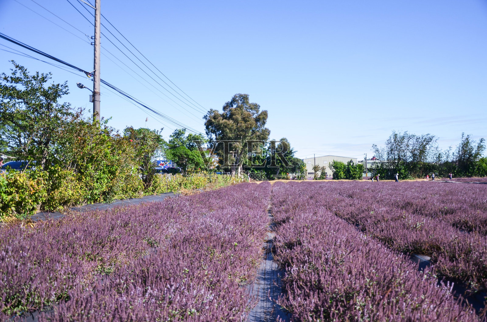 中草药，中国中草药。照片摄影图片
