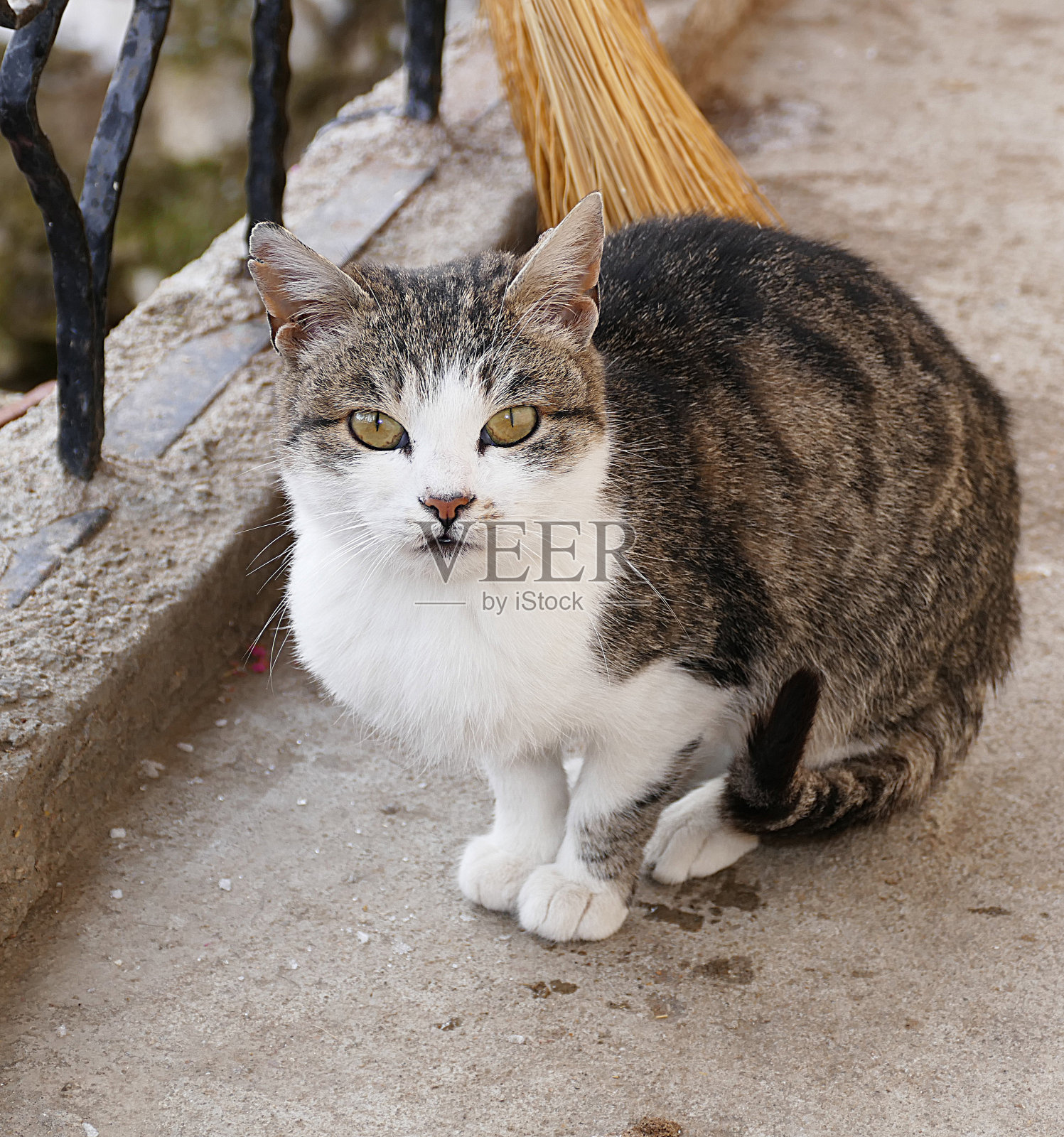 可爱的家猫，坐猫，猫在自然条件下的村庄，照片摄影图片