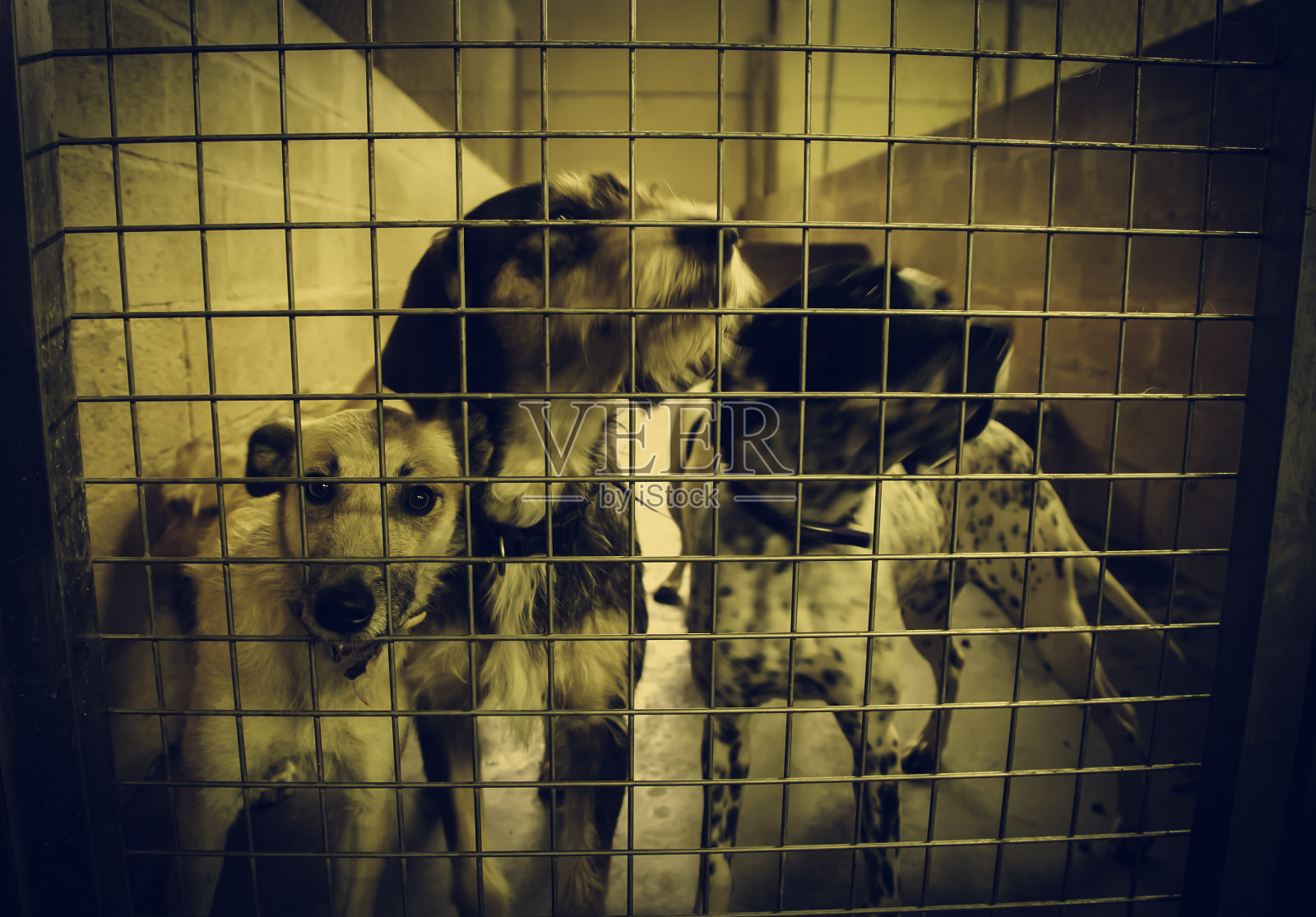 狗狗照片摄影图片