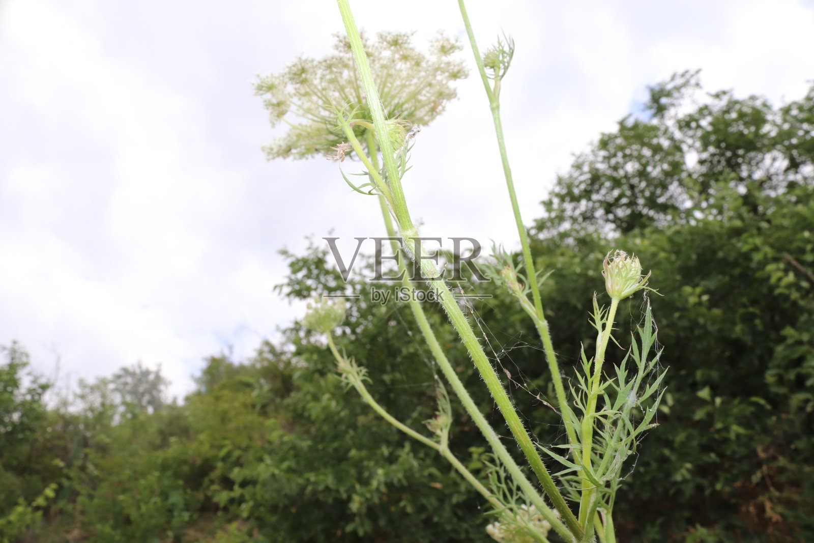 草开花照片摄影图片