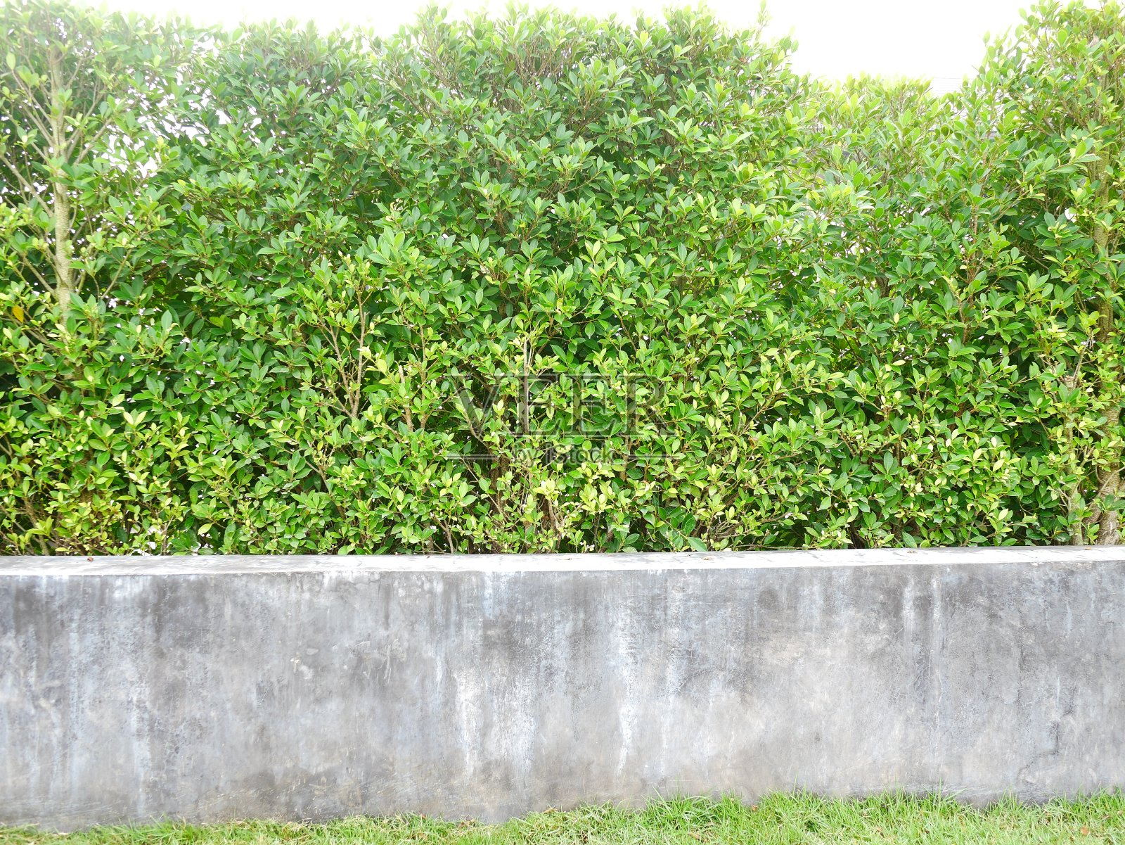 山毛榉的叶子背景照片摄影图片