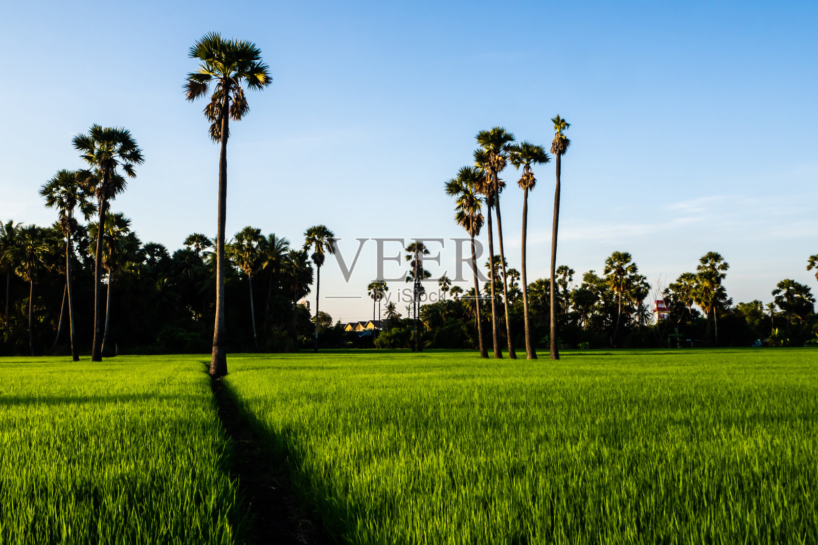 糖棕榈树和稻田。照片摄影图片