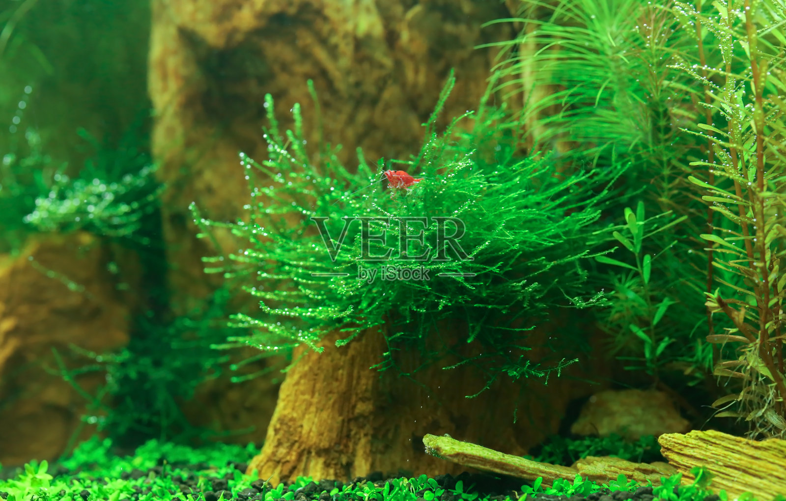 种植水族馆照片摄影图片