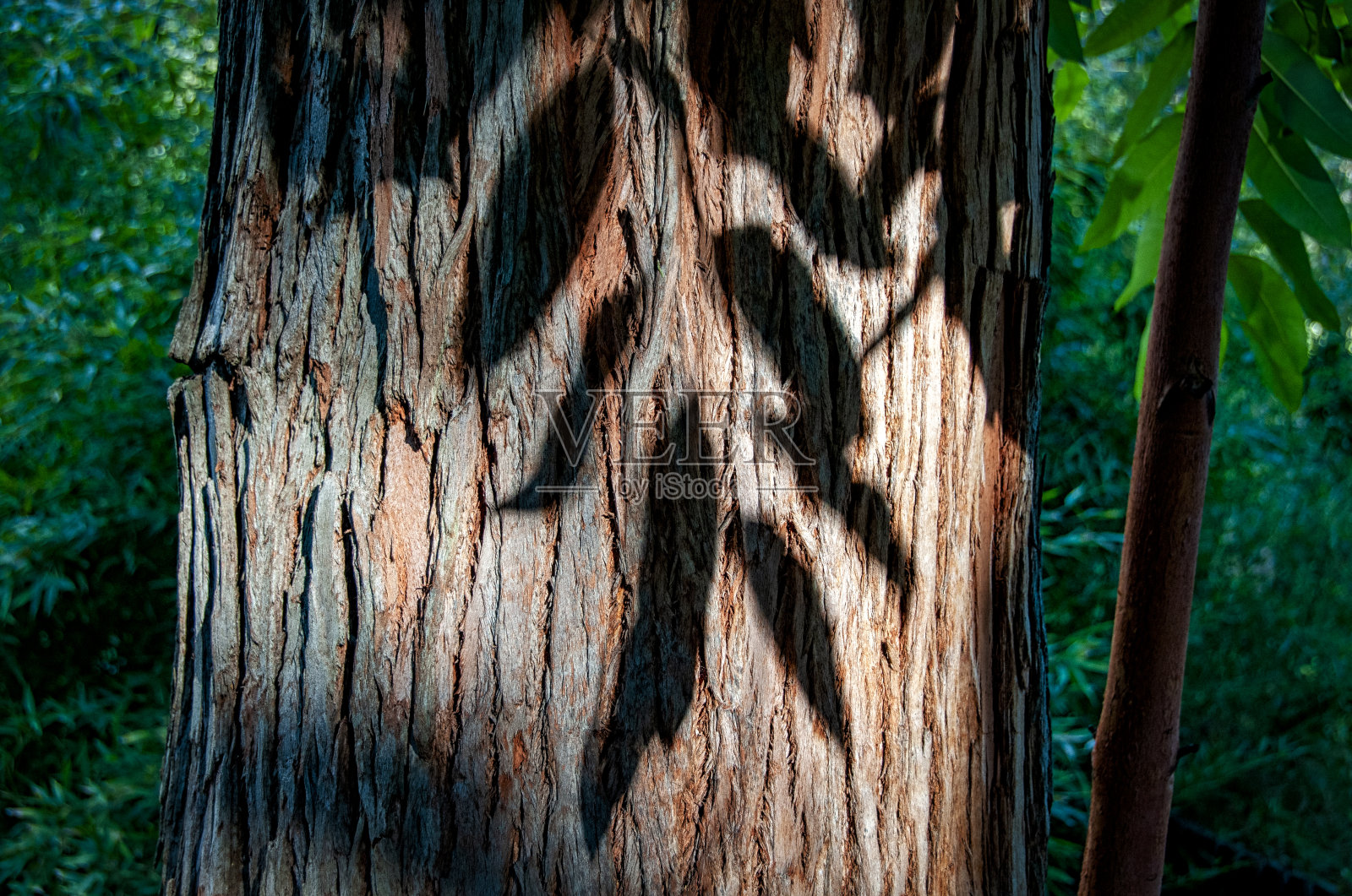 桉树照片摄影图片