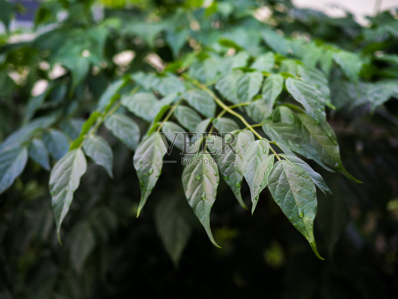 绿叶与水滴为背景。平的。自然背景照片摄影图片