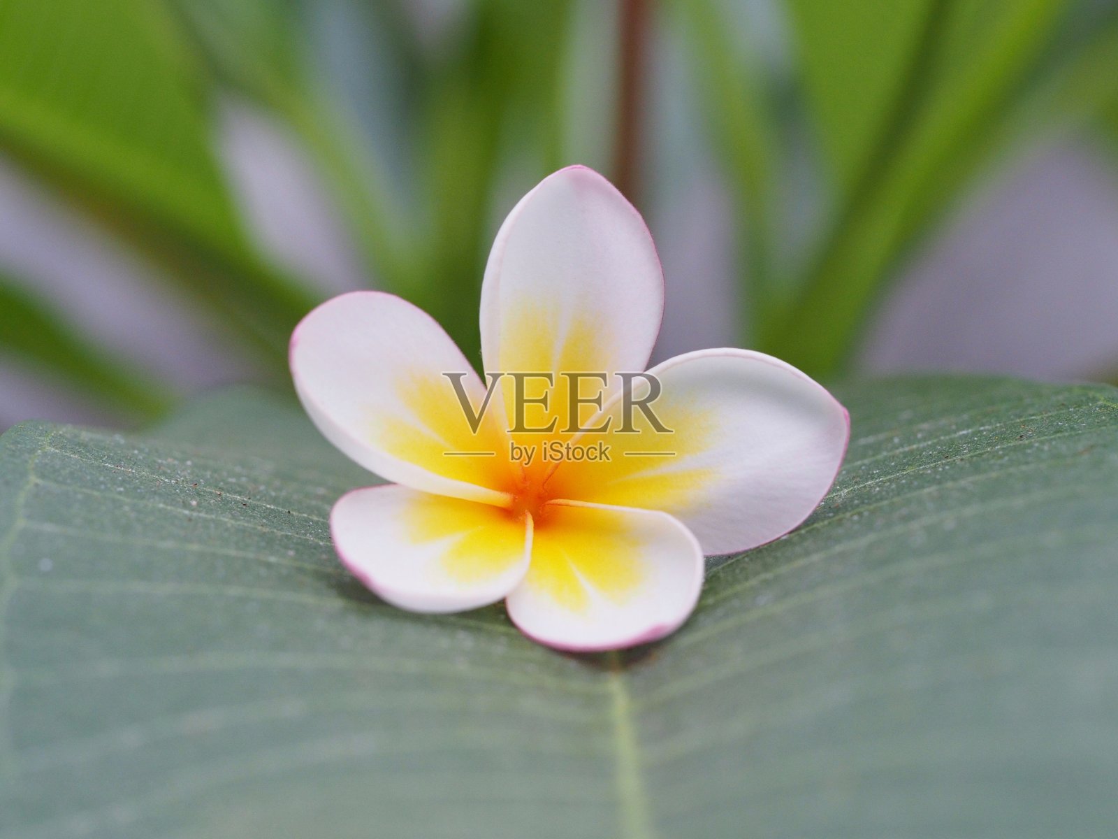 鸡蛋花粉，白，黄或鸡蛋花，寺树，墓地树和新鲜的绿叶模糊的自然色彩背景在水疗和放松的概念照片摄影图片