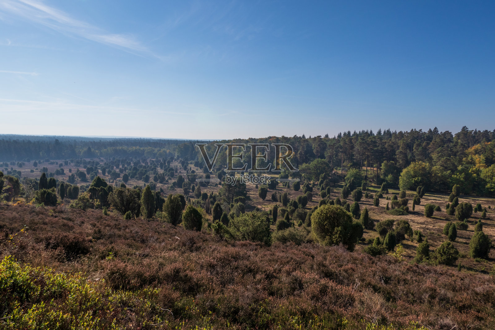 阳光下的Lueneburg Heath景观，德国照片摄影图片