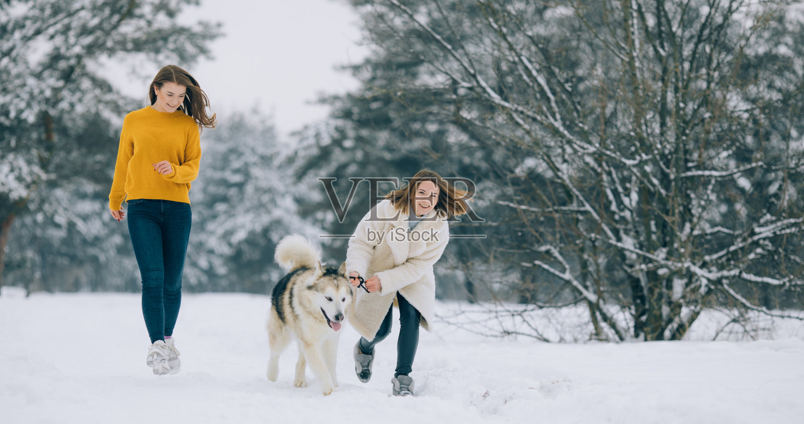 两个女孩和一只阿拉斯加雪橇犬在白雪覆盖的森林道路上奔跑。照片摄影图片