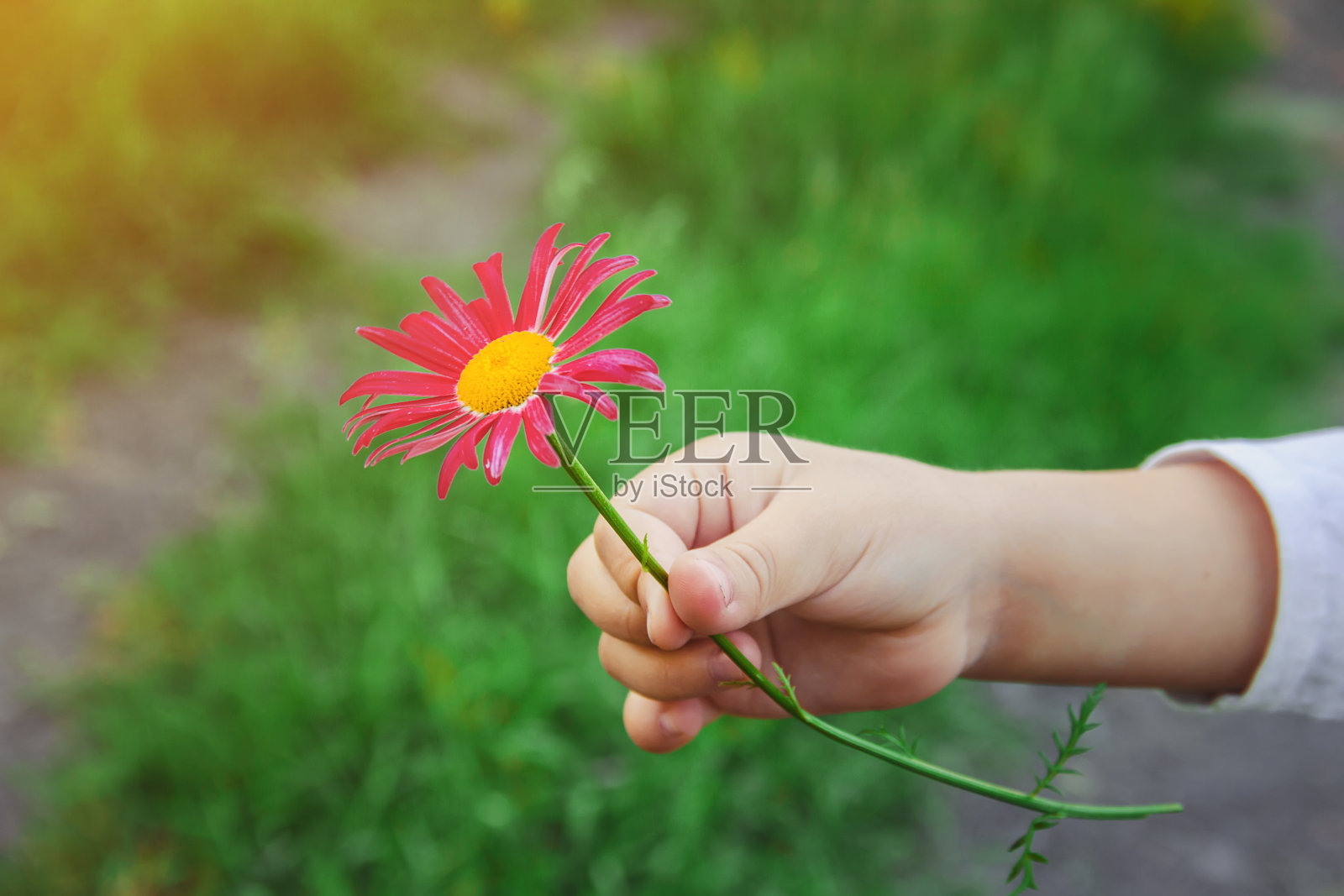 孩子把花给了他的妈妈。有选择性的重点。照片摄影图片