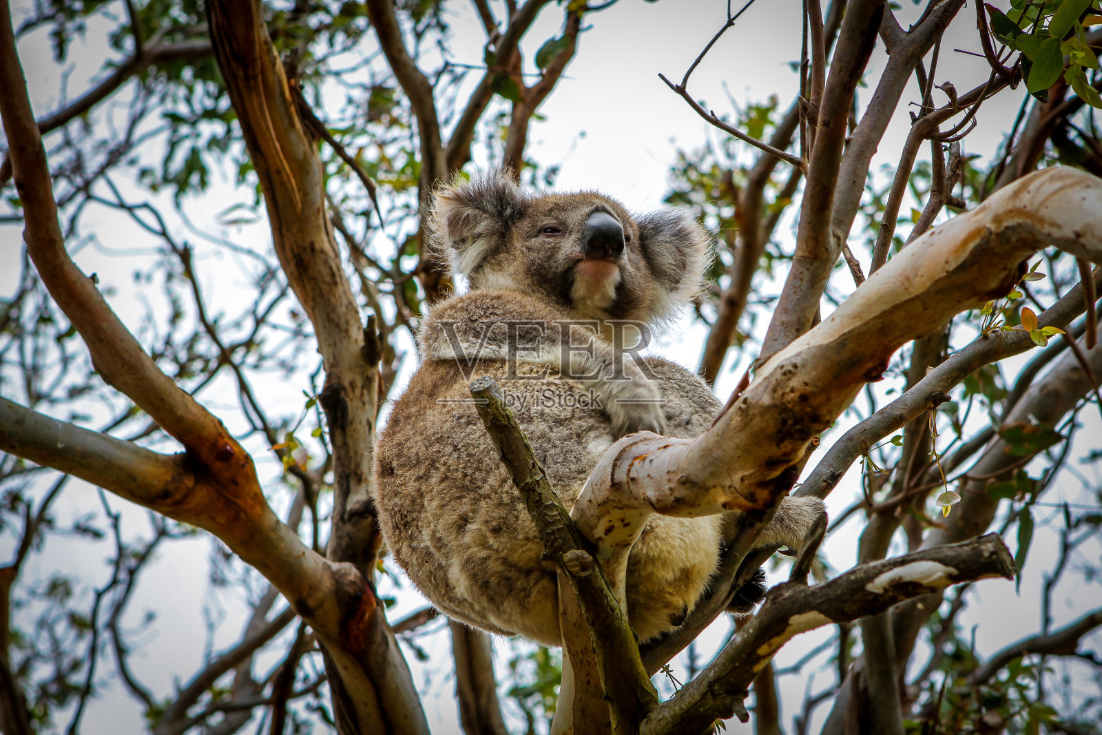 坐在澳洲桉树上的考拉照片摄影图片