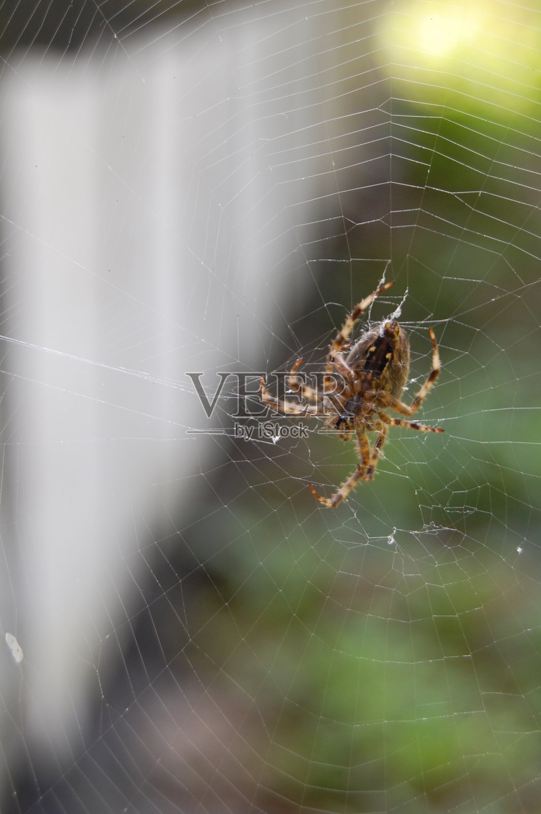 一只蜘蛛在它的蜘蛛网里。照片摄影图片