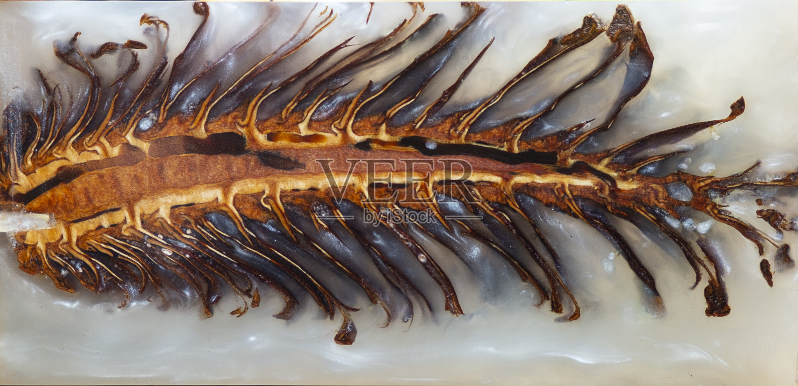 浇注环氧树脂稳定松果抽象艺术背景，纹理木质坯料照片摄影图片