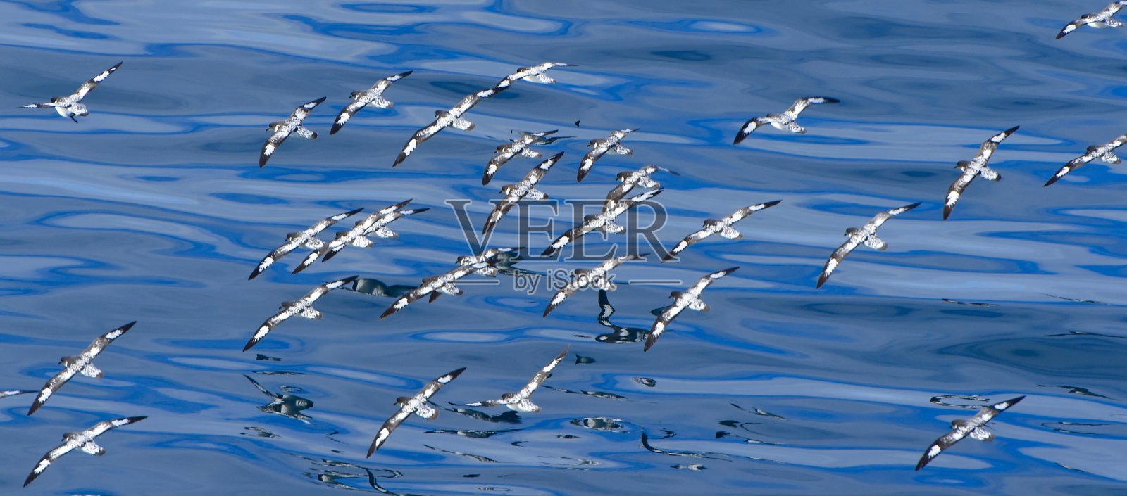 海燕照片摄影图片