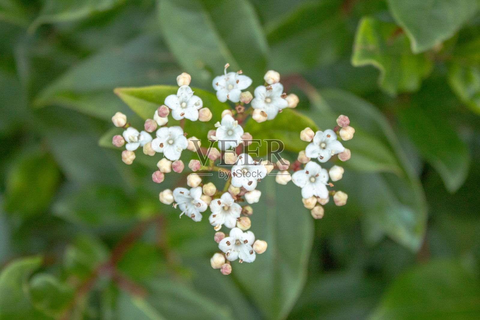 白色荚蒾花从绿叶中脱颖而出照片摄影图片