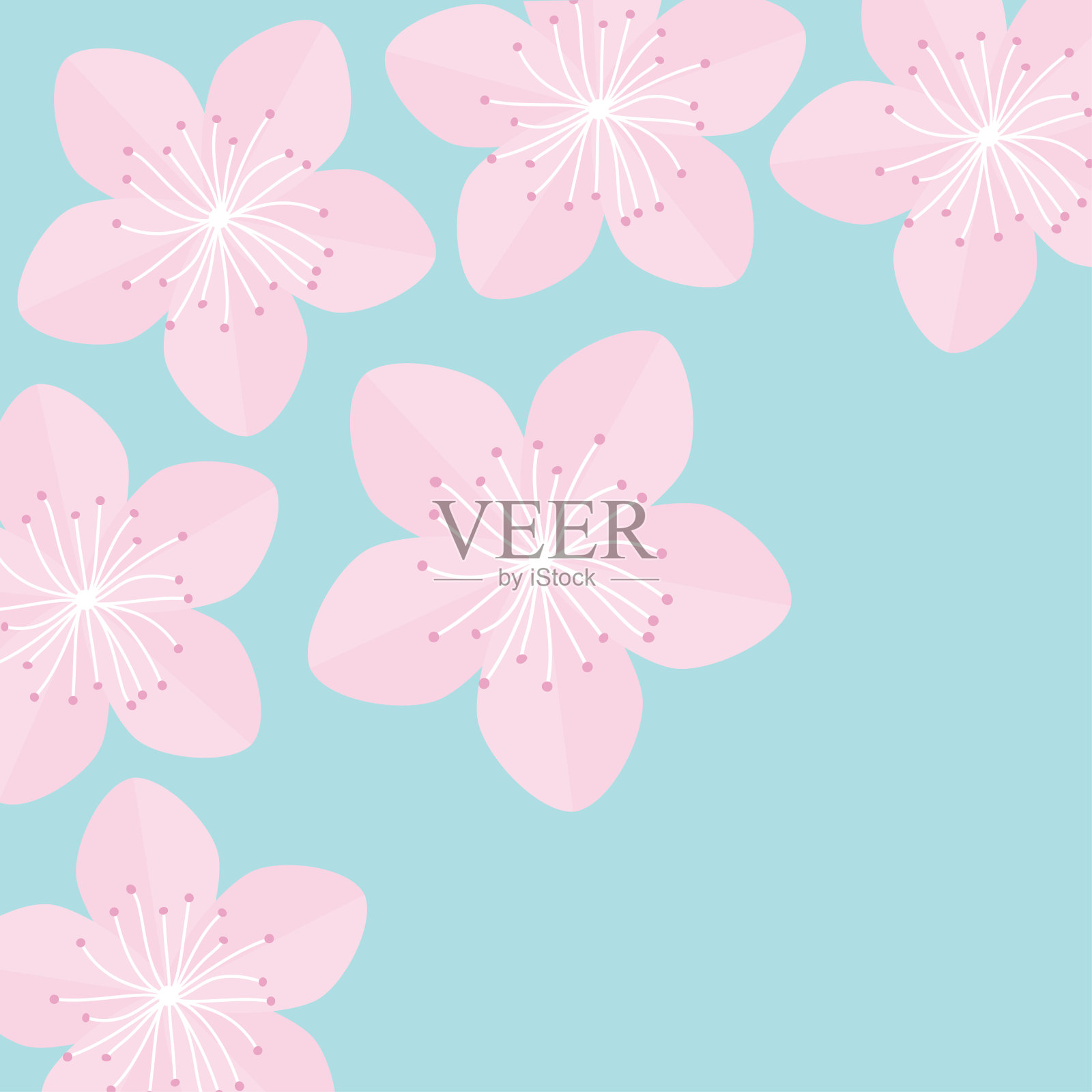 樱花的花。日本盛开的樱花蓝色的背景平坦的设计插画图片素材