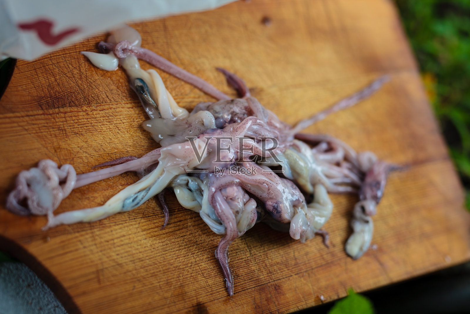 章鱼照片摄影图片