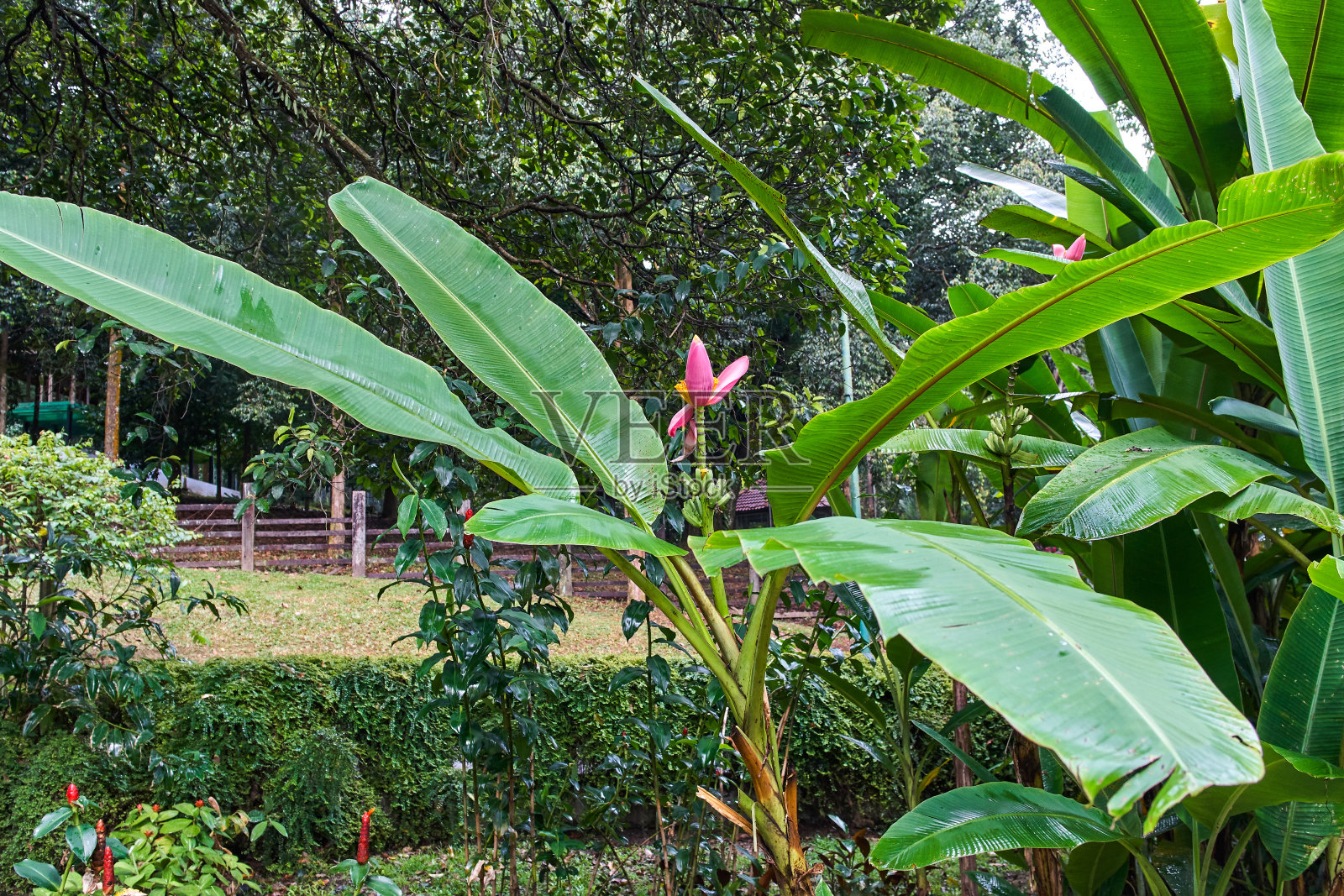 马来西亚吉隆坡的佩达娜植物园香蕉花景照片摄影图片