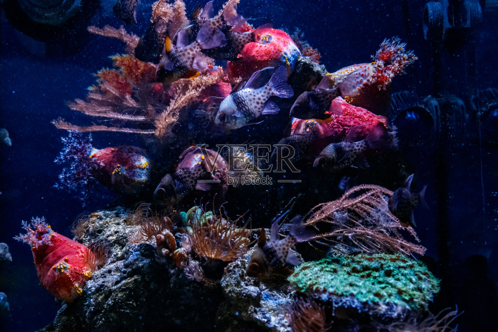 燕尾鱼照片摄影图片