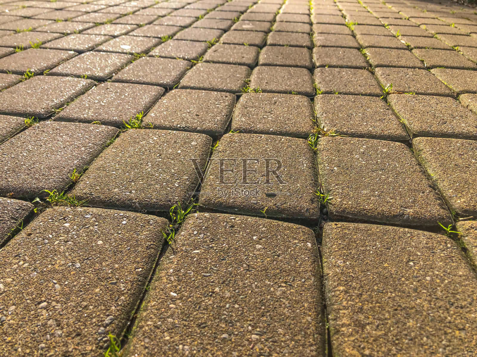 公园里的瓷砖上长着绿草照片摄影图片