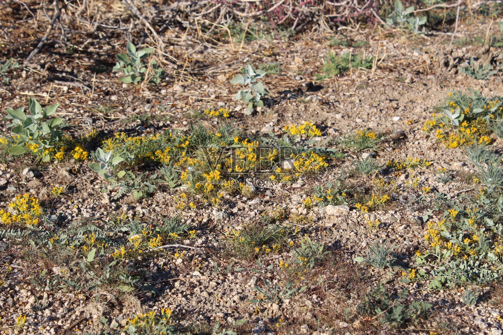 冬季野花-约书亚树国家公园-杨木入口- 120519 a照片摄影图片