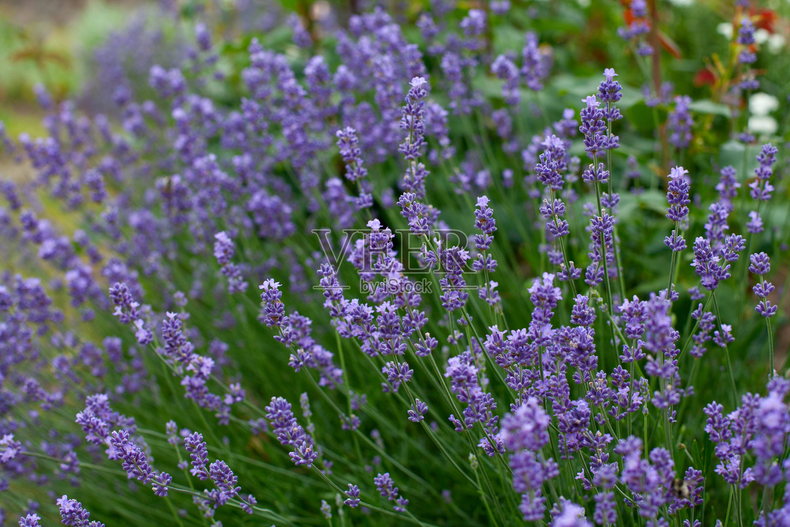 薰衣草花照片摄影图片
