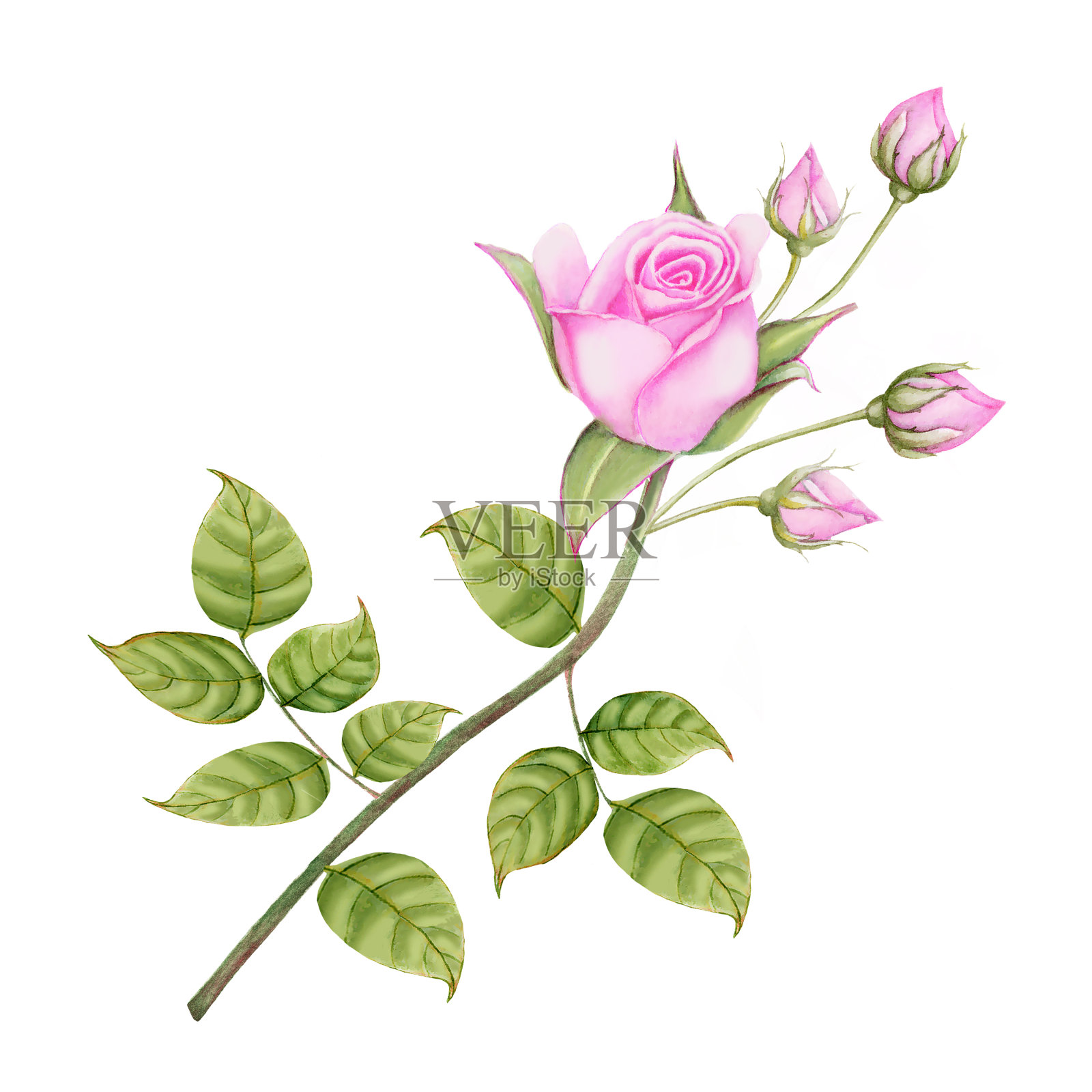 玫瑰插图水彩画。白色背景上的花。水彩手绘植物插图的一朵花。插画图片素材