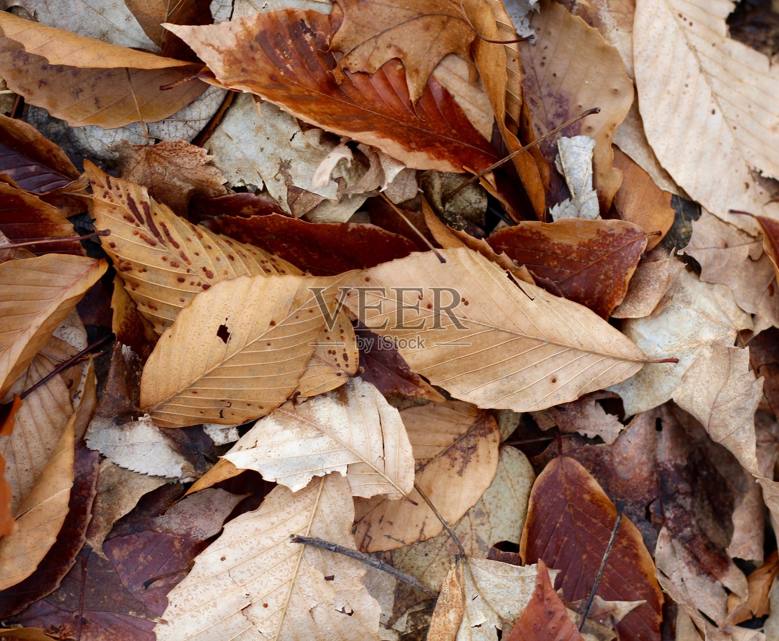 秋叶堆的纹理照片摄影图片