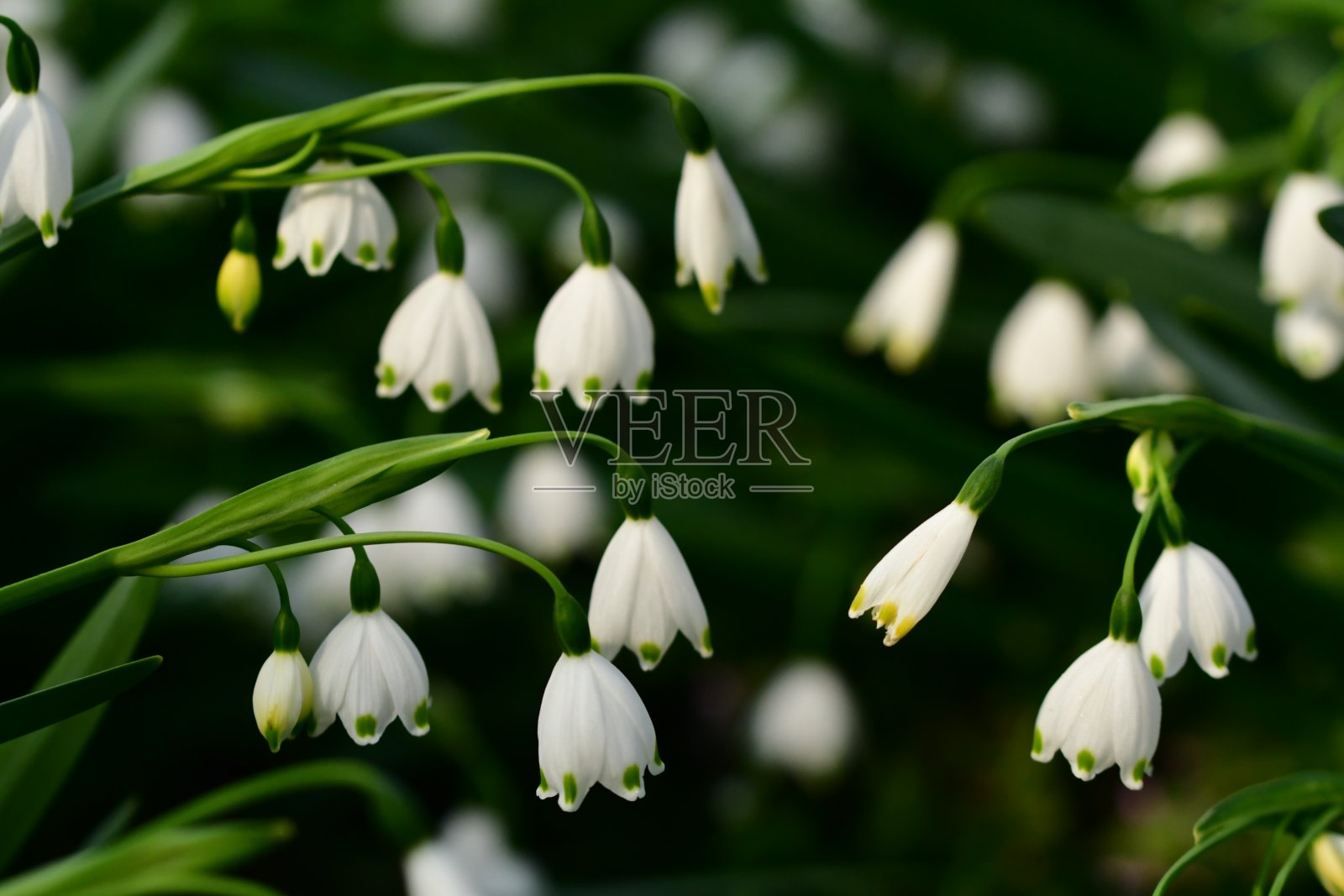 卢科琼弗纳姆 / 雪花照片摄影图片