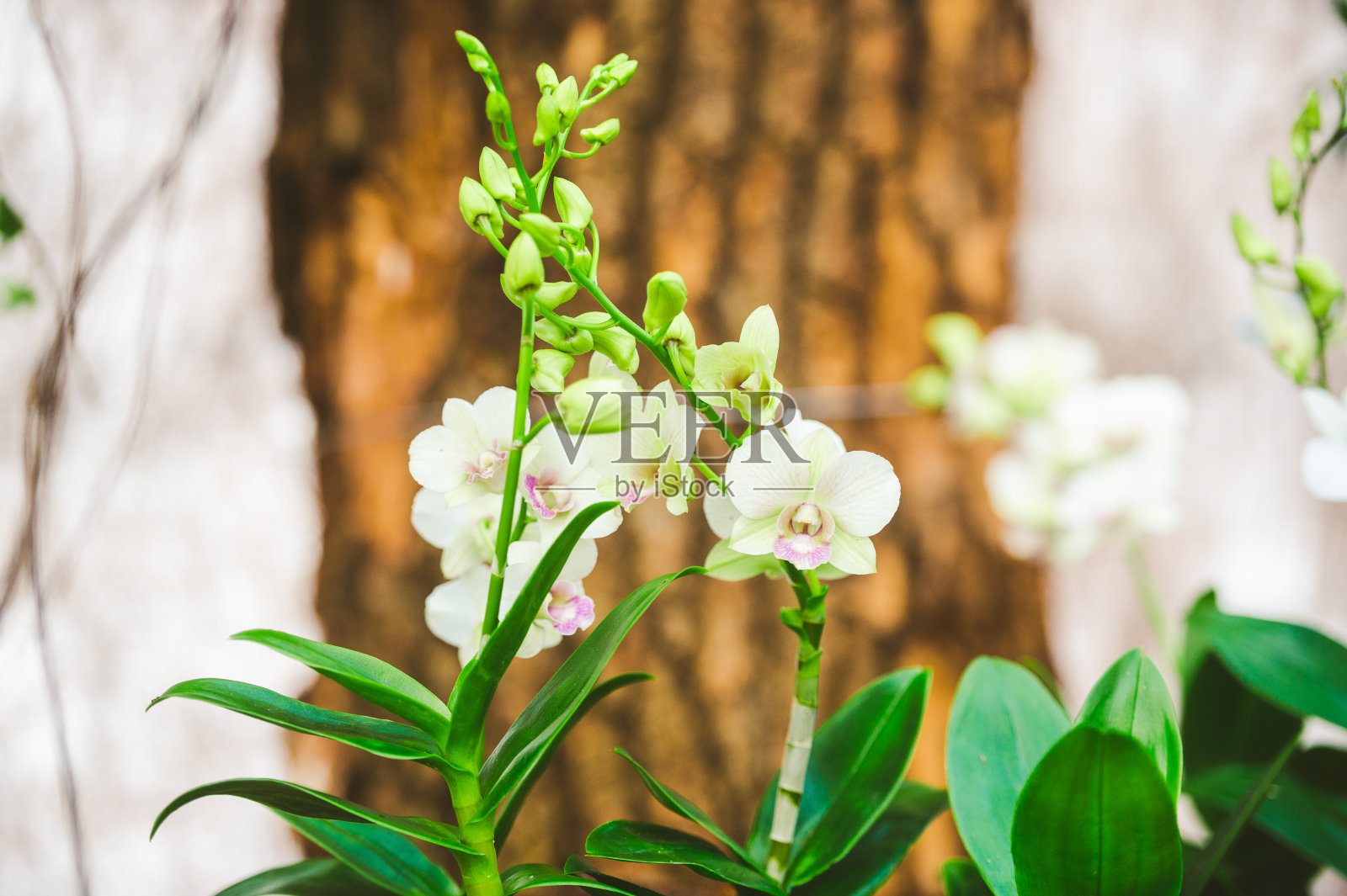 盛开的兰花照片摄影图片