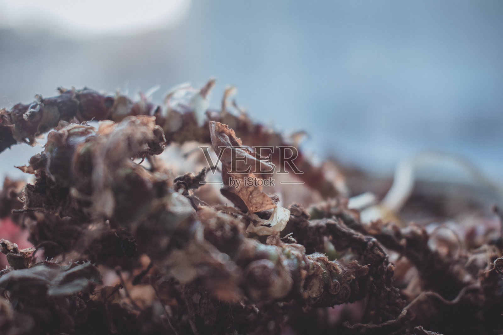 干燥的植物照片摄影图片