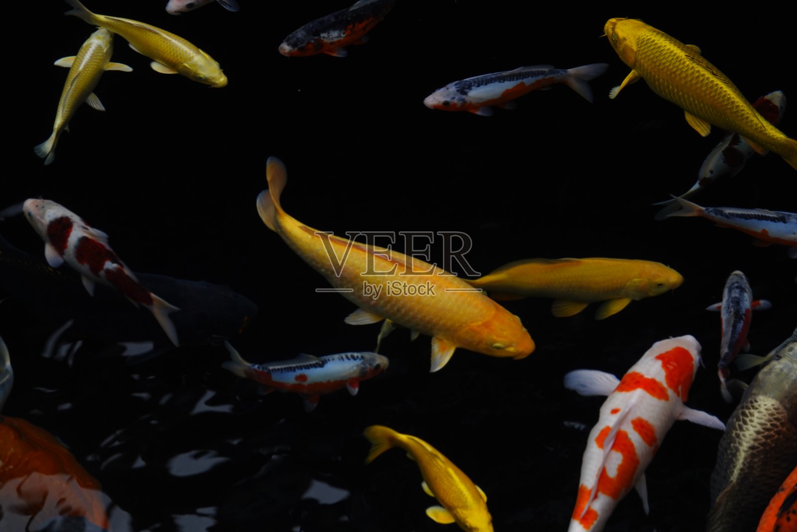 迷人的特殊美丽的颜色锦鲤鱼在清澈的水照片摄影图片