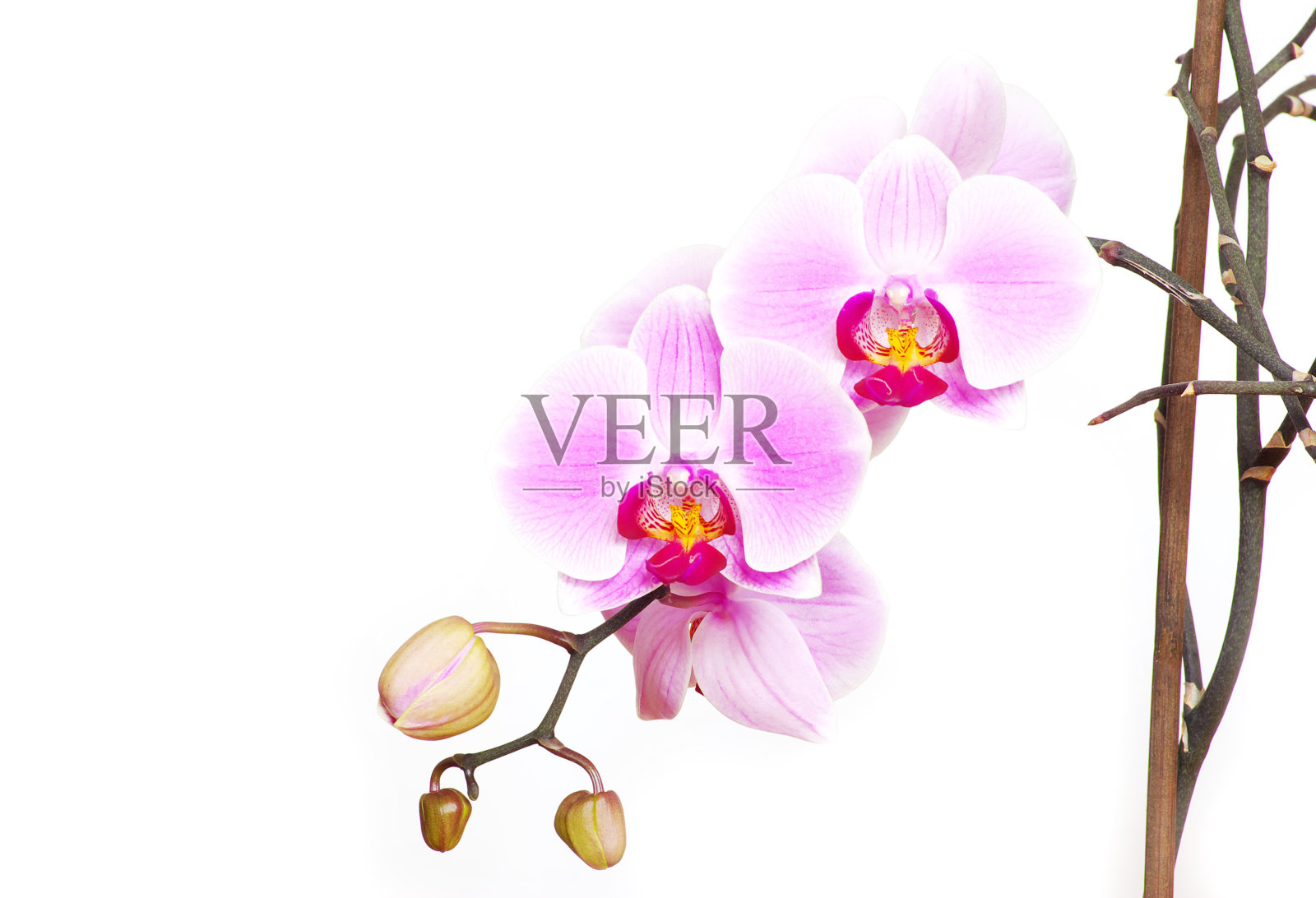 兰花照片摄影图片