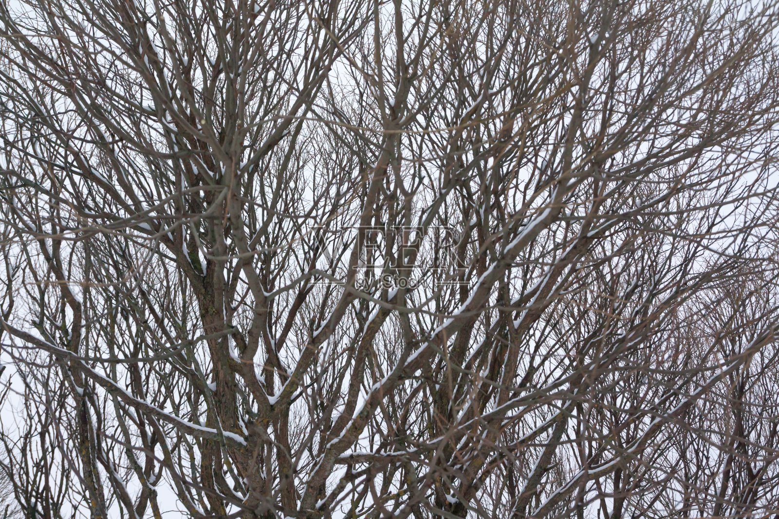 冬天天空背景上有雪的树枝照片摄影图片