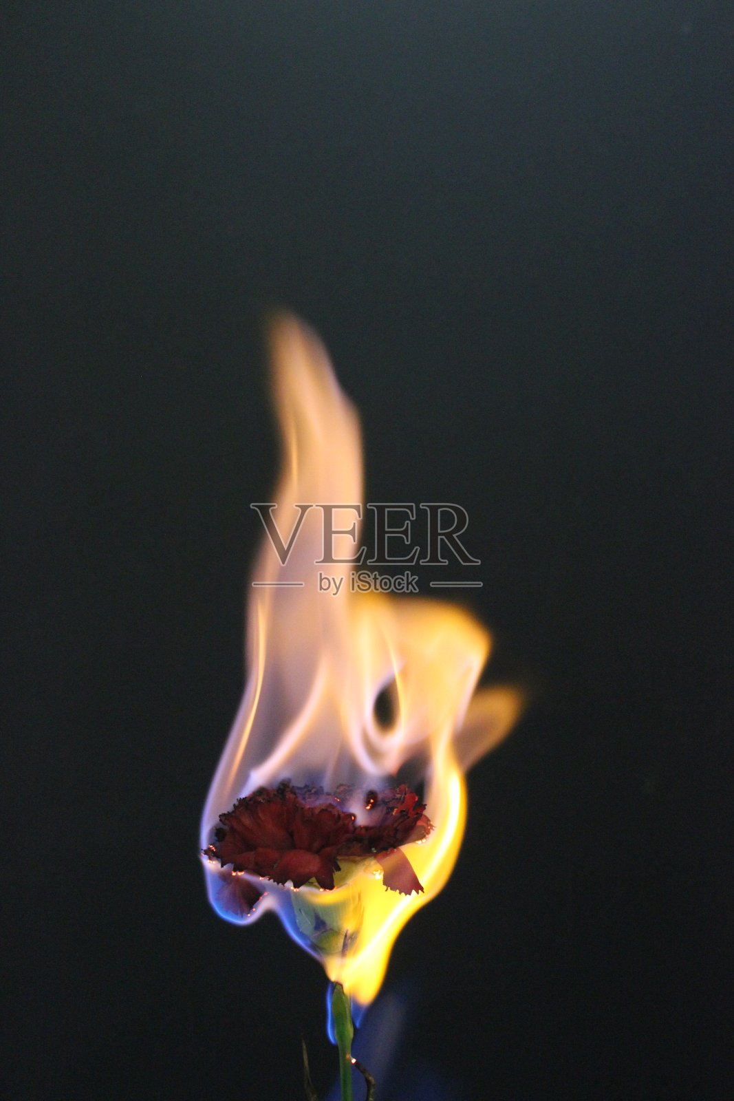 燃烧的花照片摄影图片