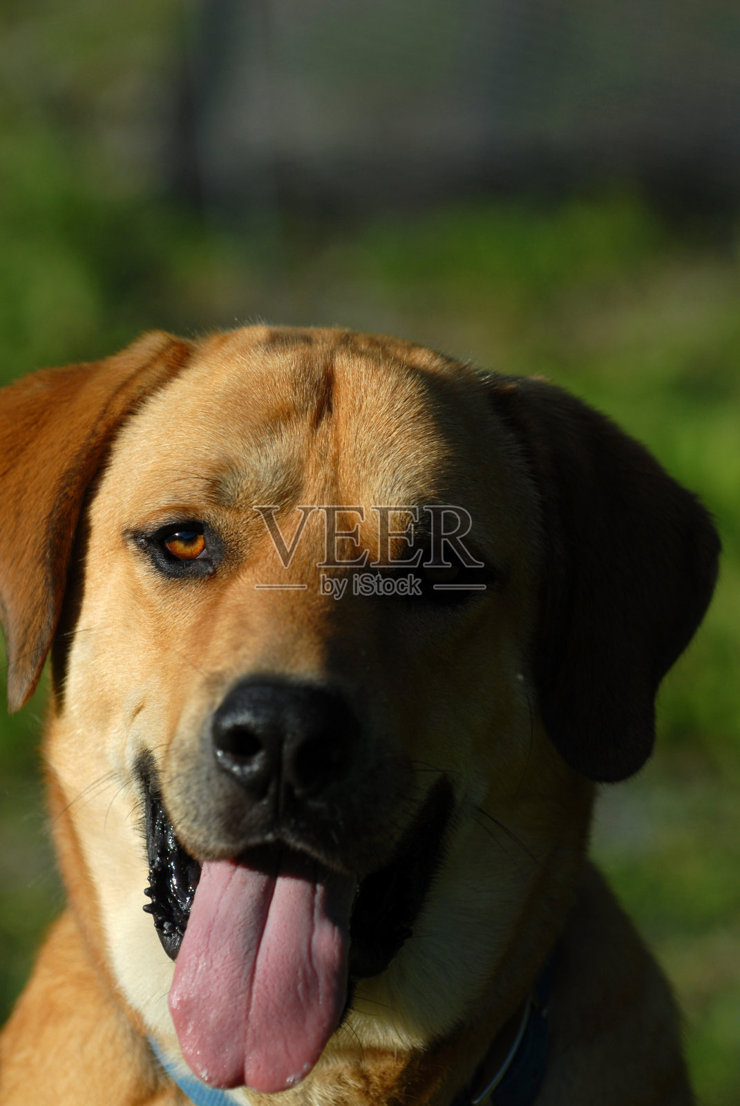 男人最好的朋友照片摄影图片