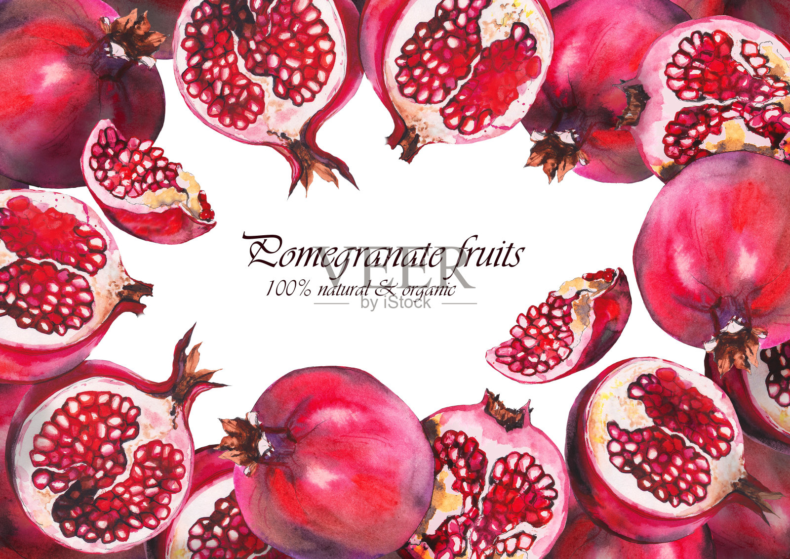 红石榴果架。插画图片素材