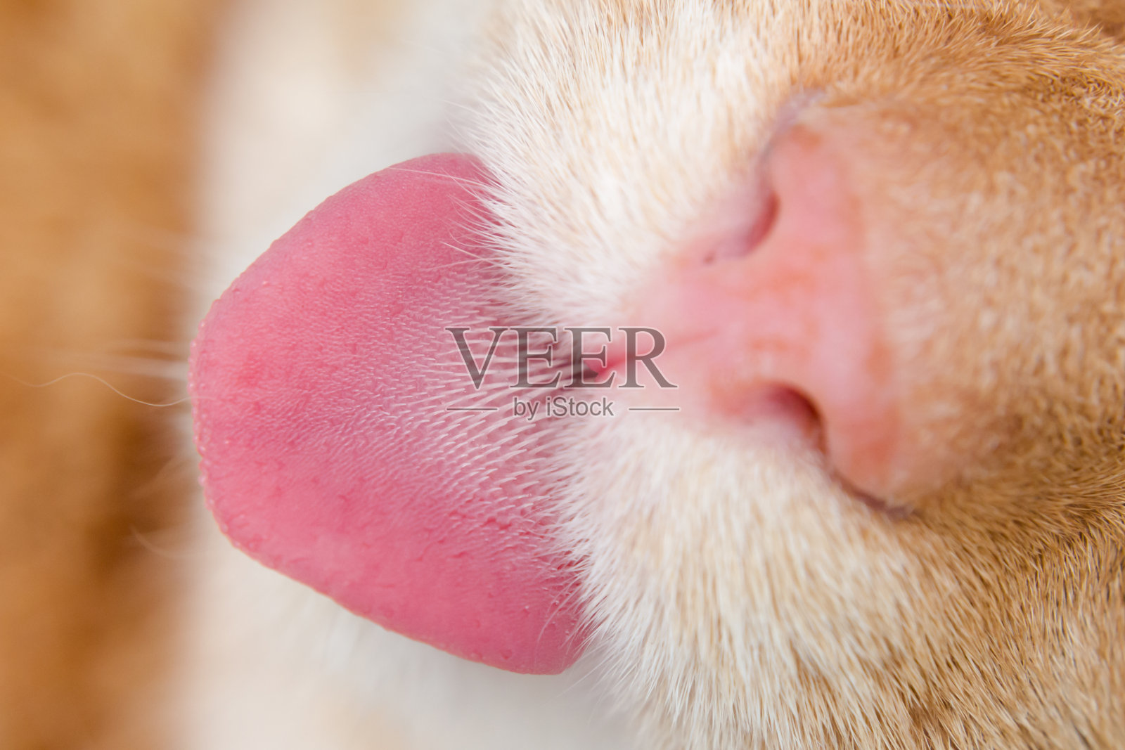 猫鼻子和舌头照片摄影图片