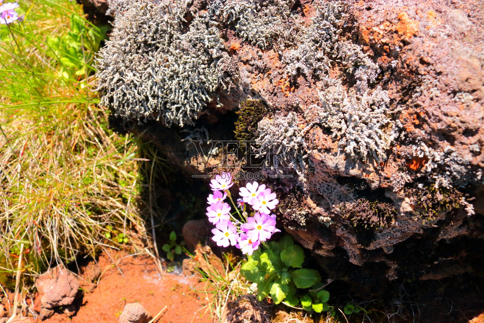汉拿山，雪樱草，春天。照片摄影图片