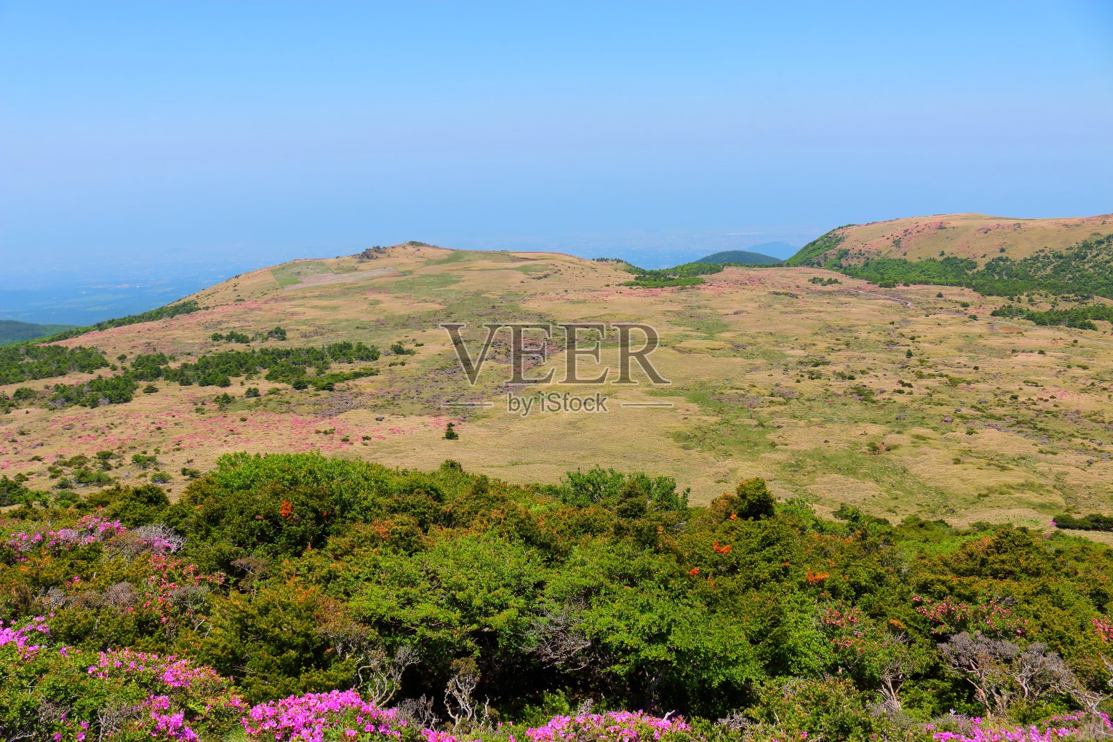 汉拿山，杜鹃花，春天。照片摄影图片