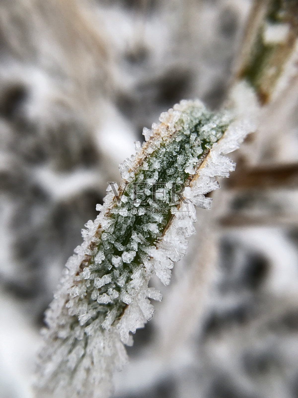 绿色冷冻叶照片摄影图片