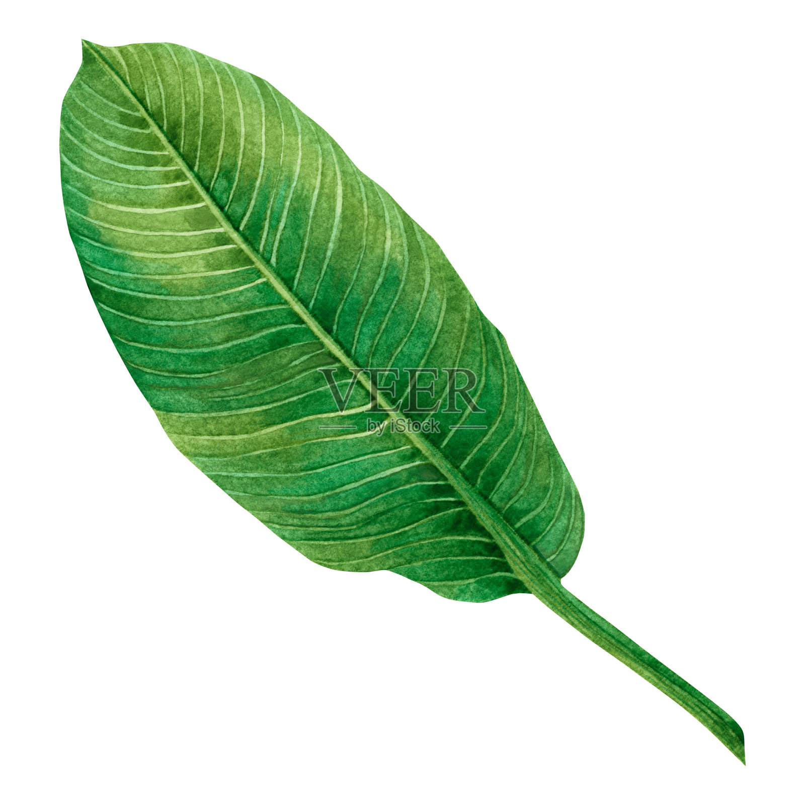 水彩画绿叶，棕叶孤立在白色的背景上。水彩手绘插图热带，阿罗哈异国树叶为墙纸复古夏威夷风格图案。与剪切路径设计元素图片