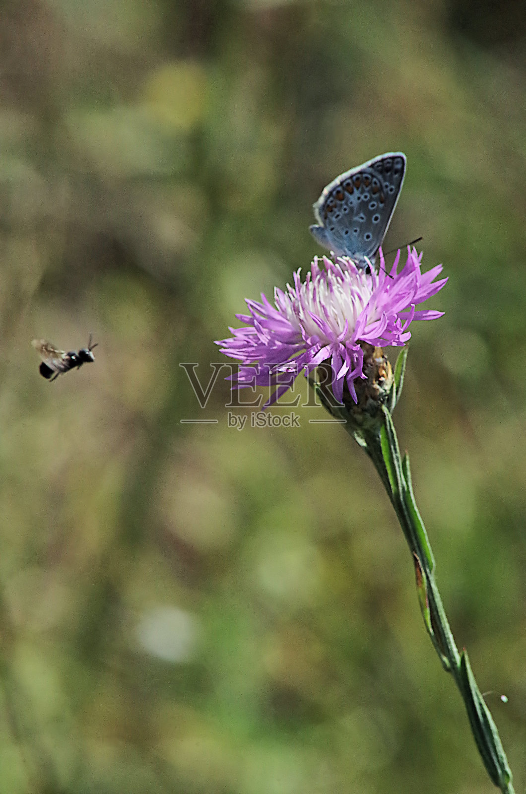花上的蝴蝶2照片摄影图片