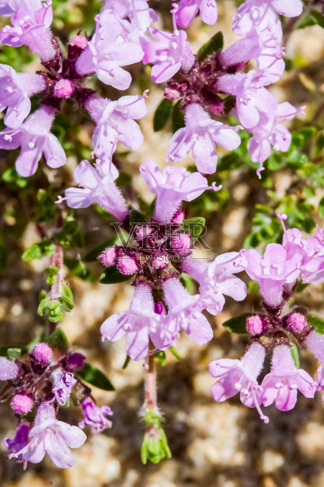 贝加尔湖岸边的鲜花。夏天自然贝加尔湖。照片摄影图片