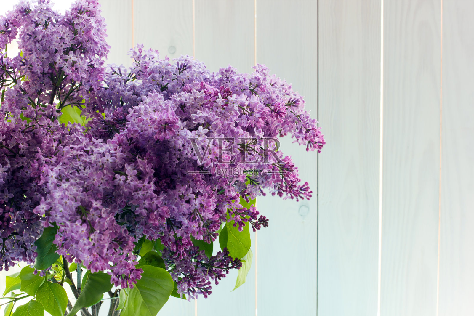 靠窗的圆形透明花瓶里放着三束丁香花照片摄影图片